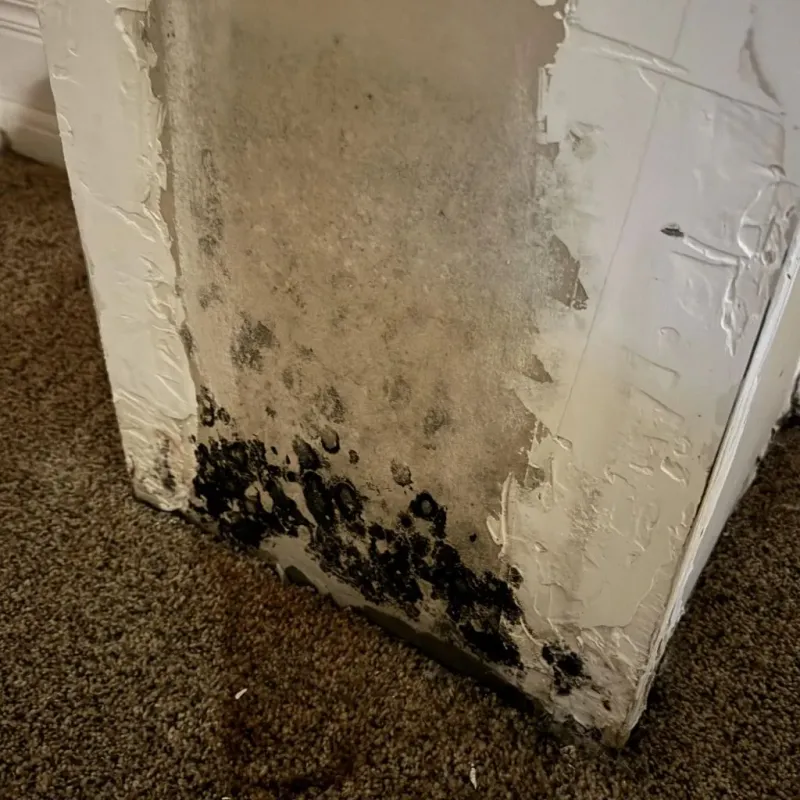 Professional Mold Removal in Sheridan, CO
